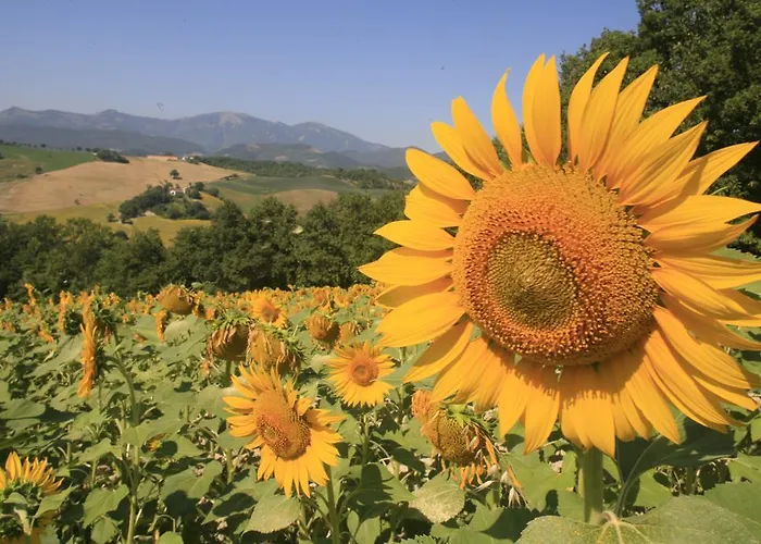Agriturismo Il Fienile Di Ca Battista Daire Cagli